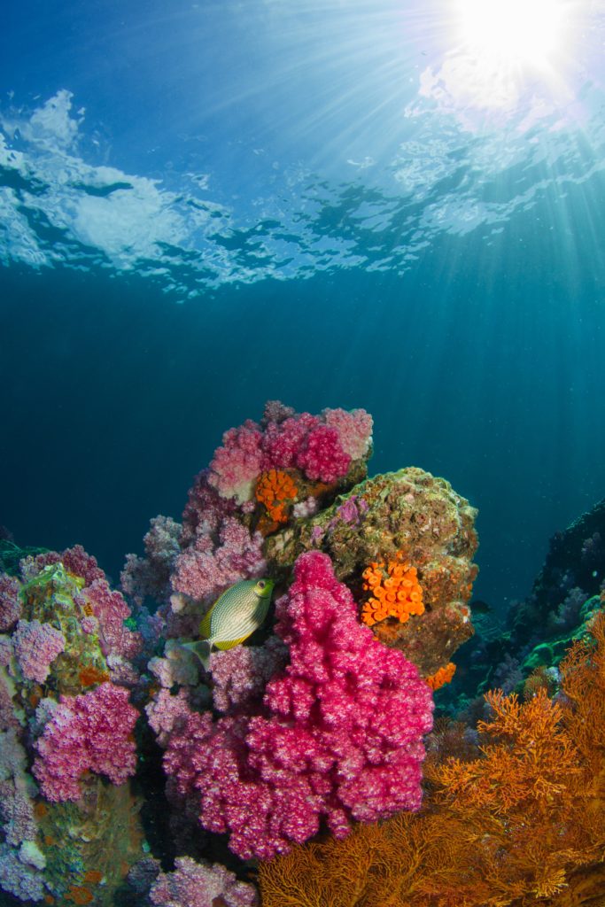 many fish swimming among several healthy colorful coral reefs in the waters of Koh Lipe, one of Thailand's most Southern islands
