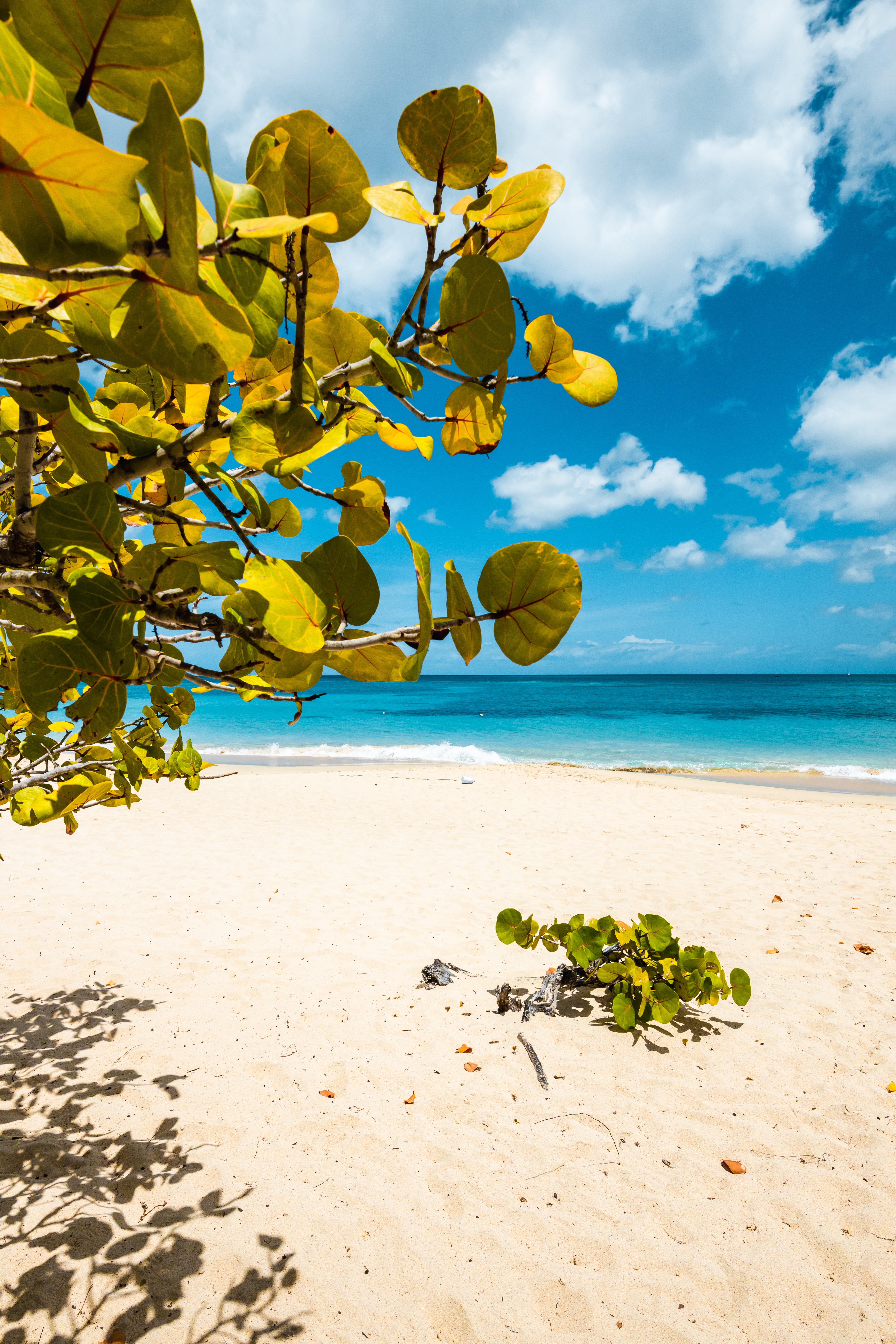 secluded empty beach with a tree and clear skies featuring the Caribbean sea in Grenada 