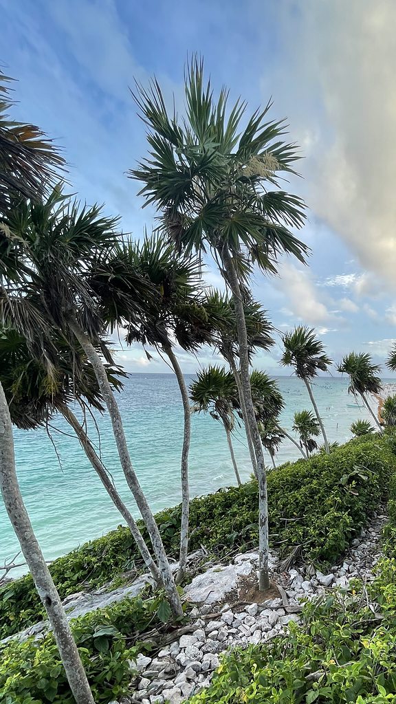 stunning long palm trees hanging down at the caribbean sea coast at tulum national park