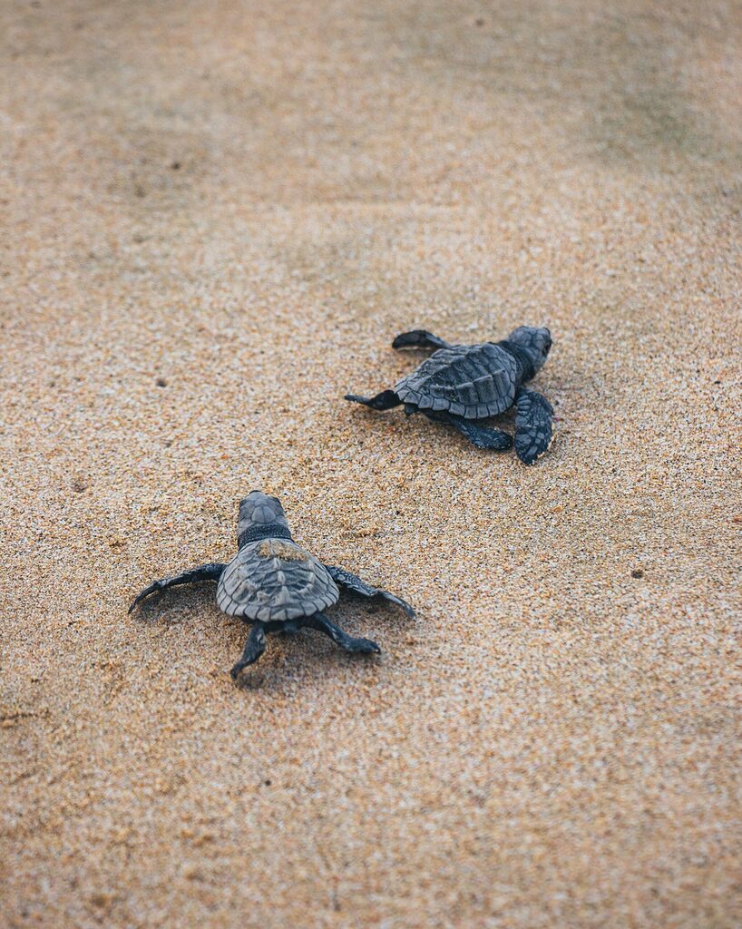 small sea turtles crawling towards the water in Huatulco, Mexico 
