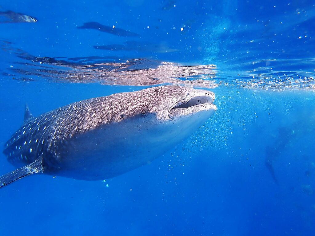 Close up photo of a whale shark in Cancun Mexico