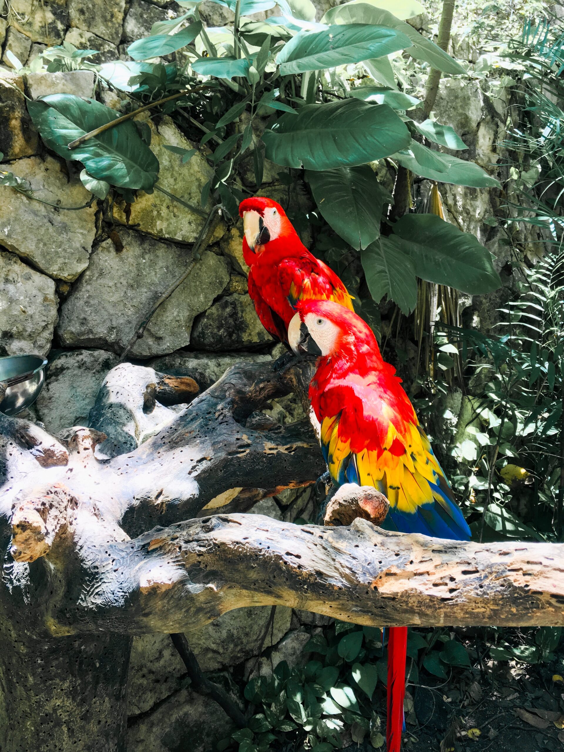 two bright red parrots sitting on a branch at Xcaret Park in Mexico