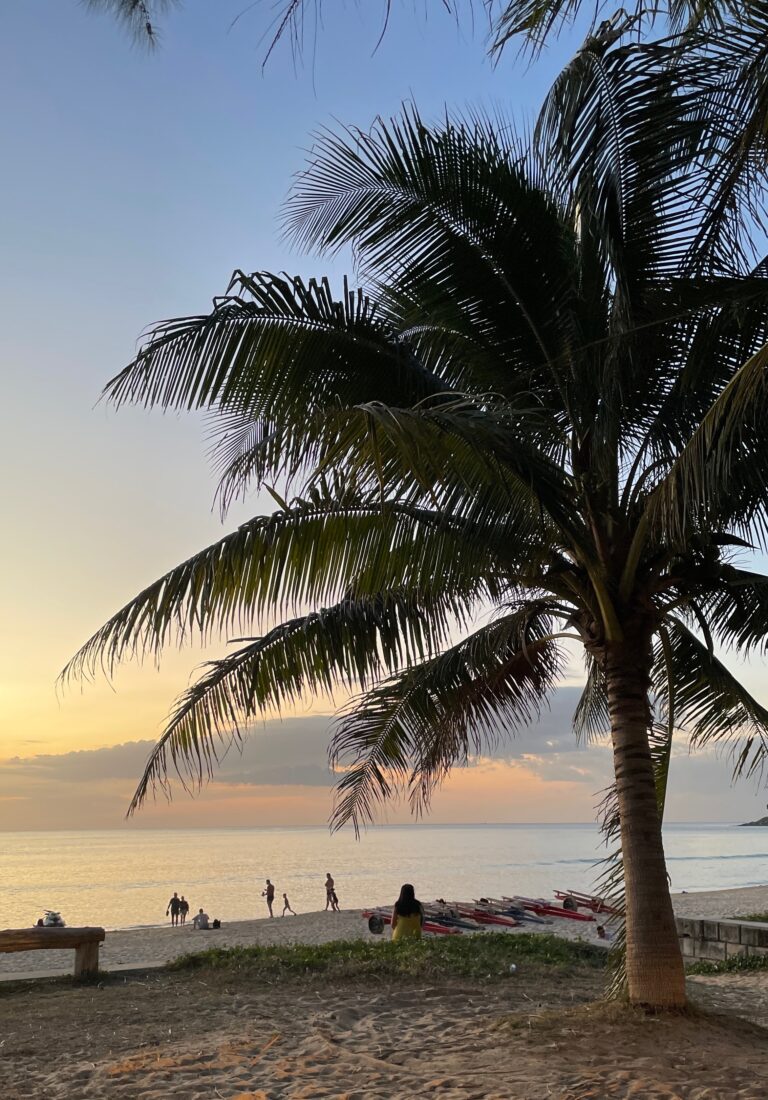 sunset by a stunning large palm tree at one of the best beaches in Phuket, Karon Beach
