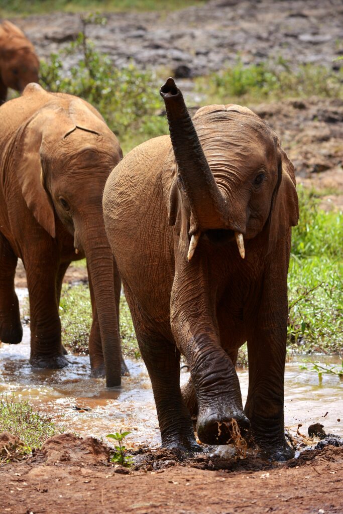 phuket elephant sanctuary