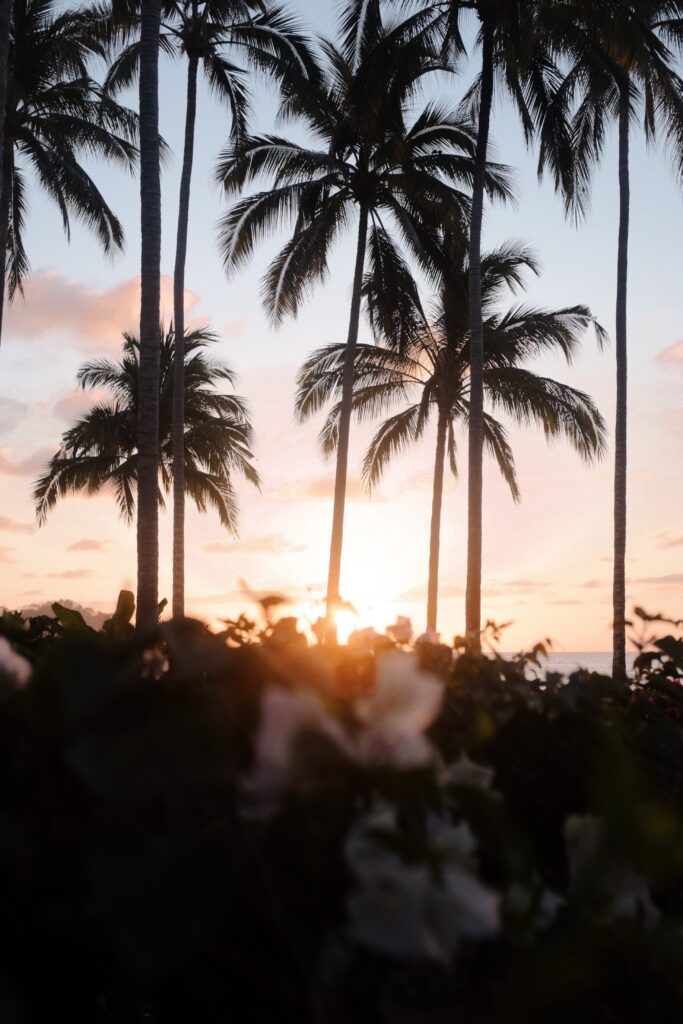 several palm trees and a stunning multicoloured sunset in the background