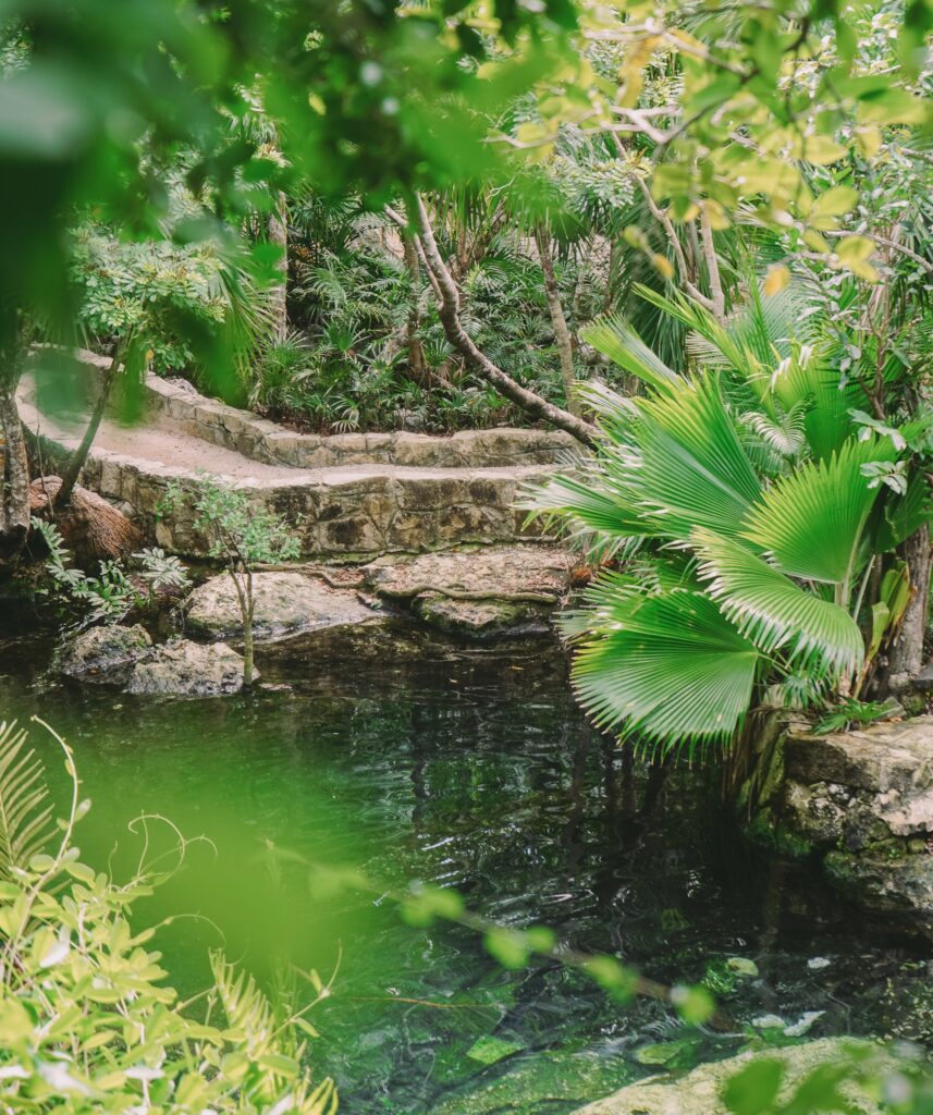 cenote azul sinkhole surrounded by plants and rock ledges