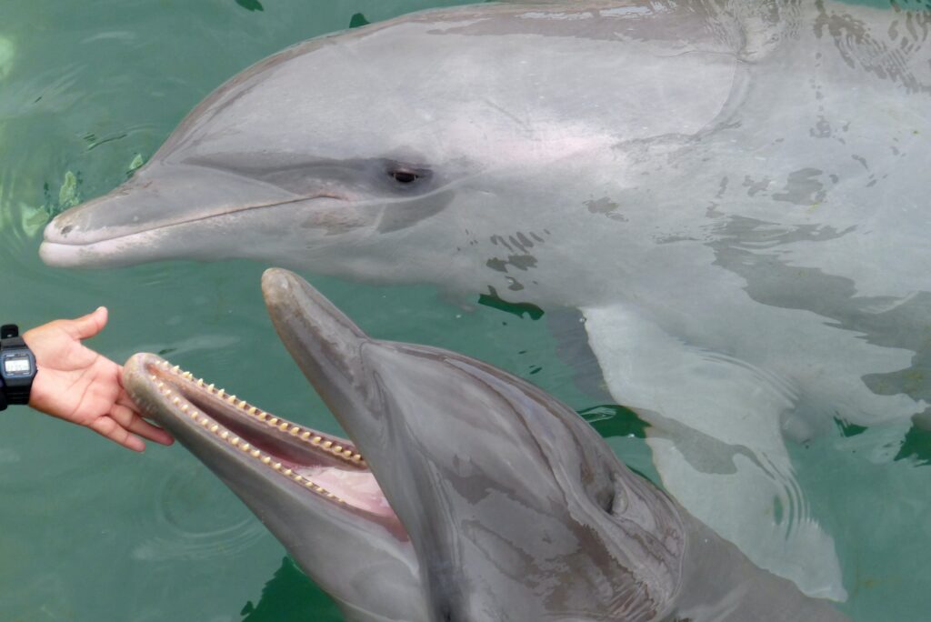two dolphins peaking their heads out the water being touched in Mahahual Mexico 