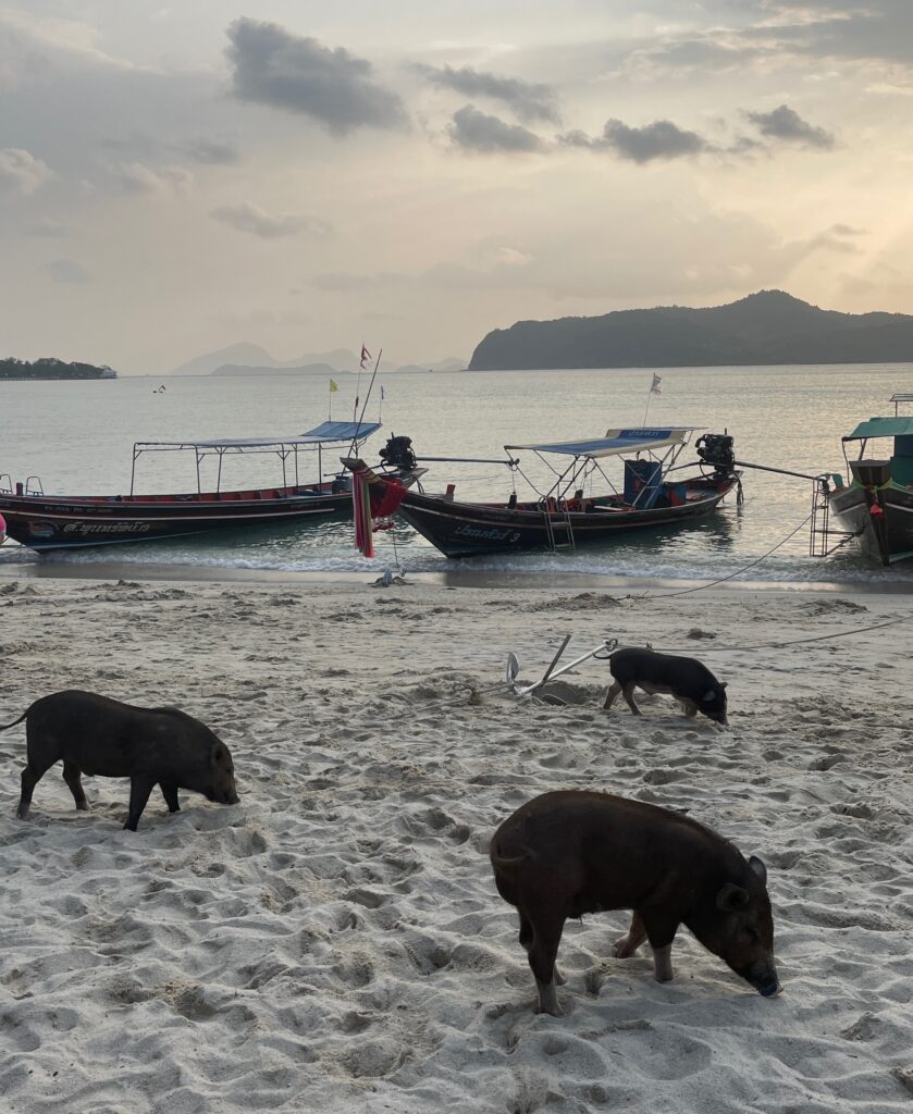 several pigs walking on the beach shoreline along with a long tail boats on the water and a sunset at Koh Samui Pig Island / is Pig Island worth visiting