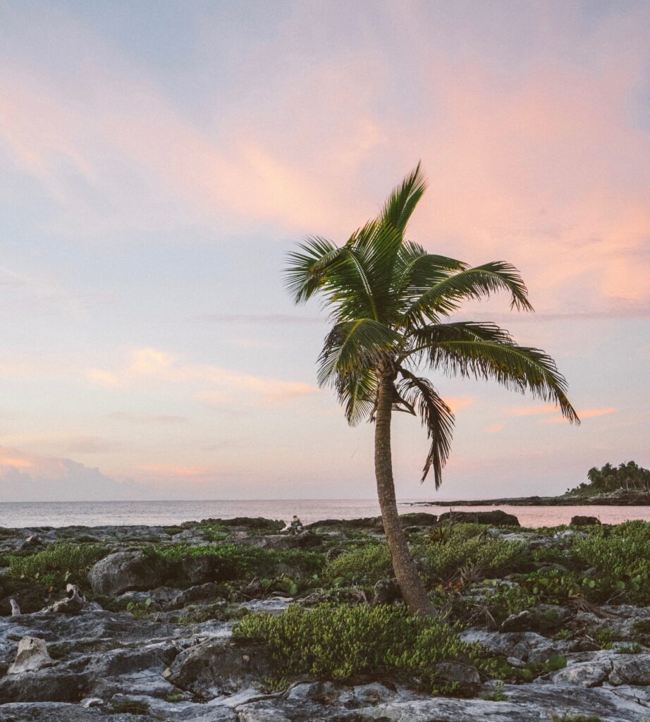 cotton candy skies by the ocean with one palm tree standing alone in the Riviera Maya coastline of Mexico