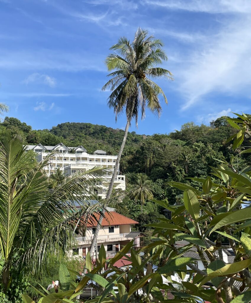 a tall palm tree standing high amongst many plants in Karon Village, Phuket