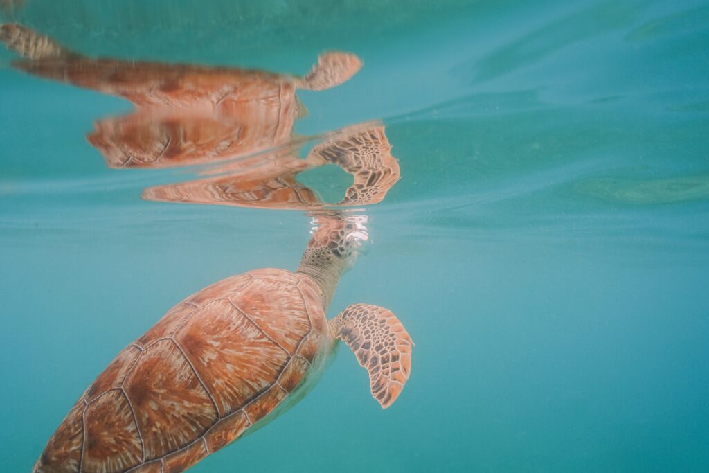 large sea turtle peaking it's head above the water in Akumal beach in Mexico