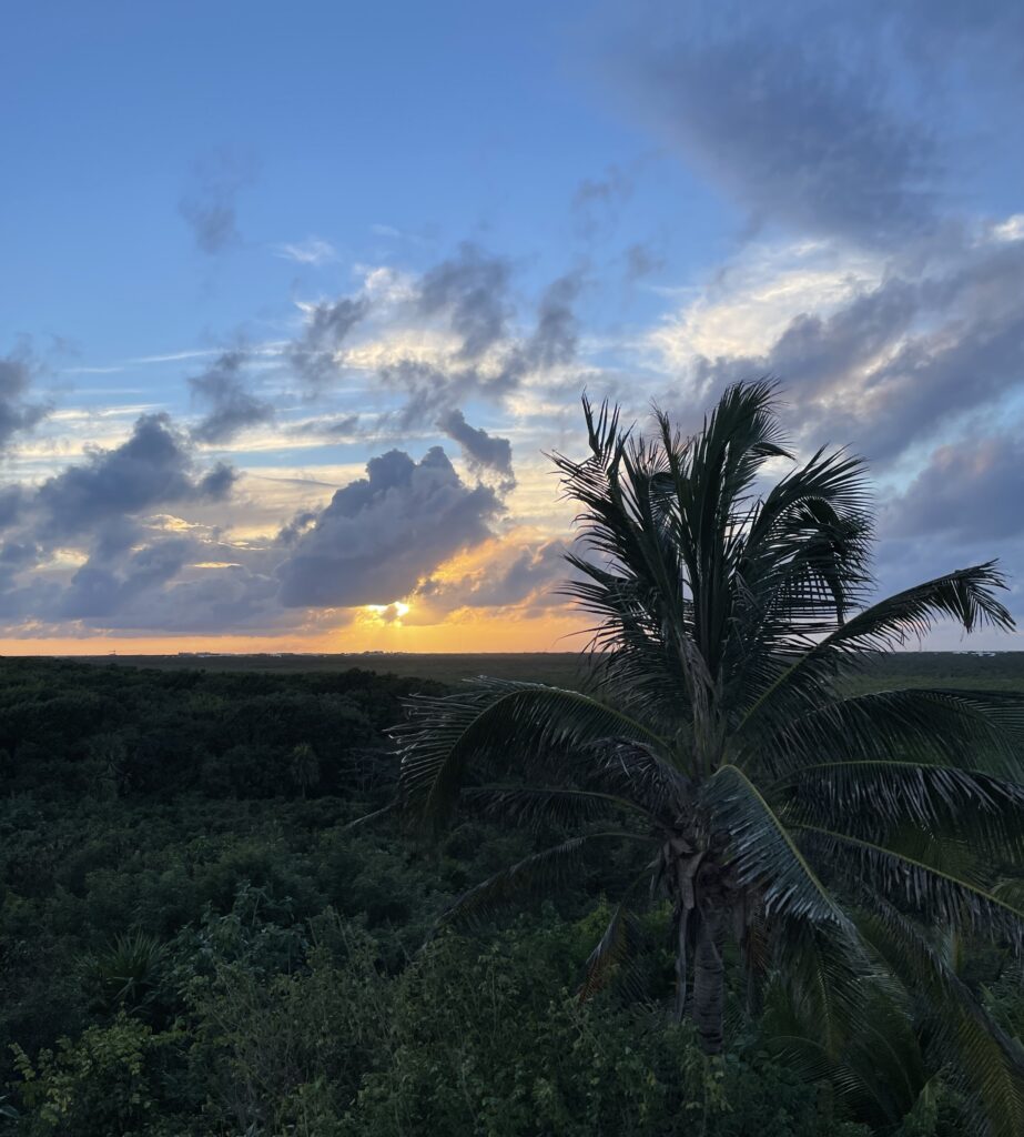 dense jungles of Tulum during sunset with the sun slowly casting downwards and palm trees everywhere