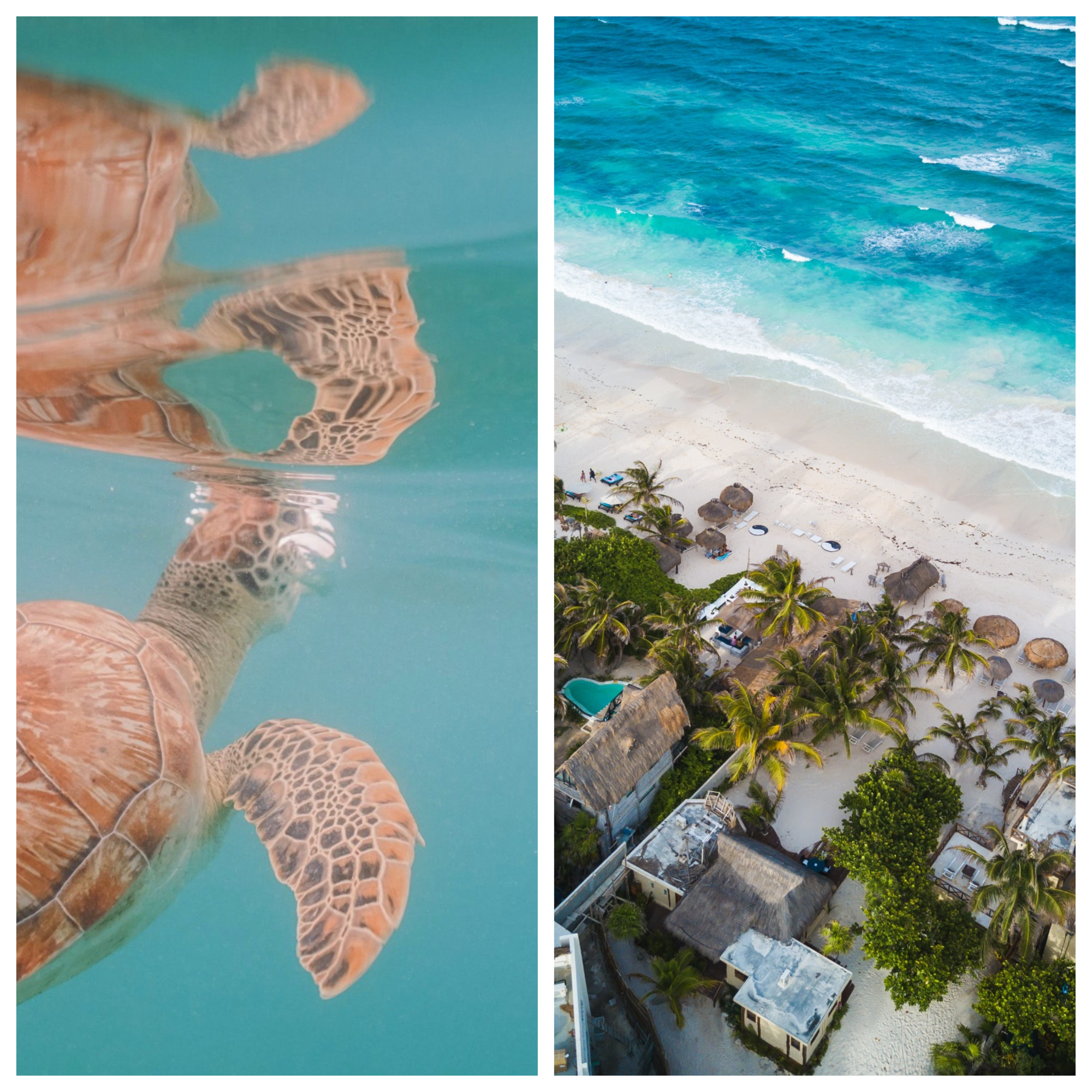 The left photo is of a sea turtle in Akumal, and the right image is an aerial view of Tulum Beach comparing Akumal vs Tulum in Mexico