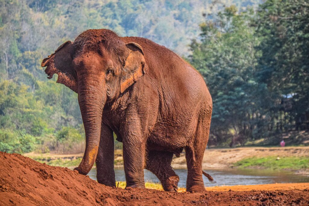 a muddy elephant stomping along the dirty in Thailand