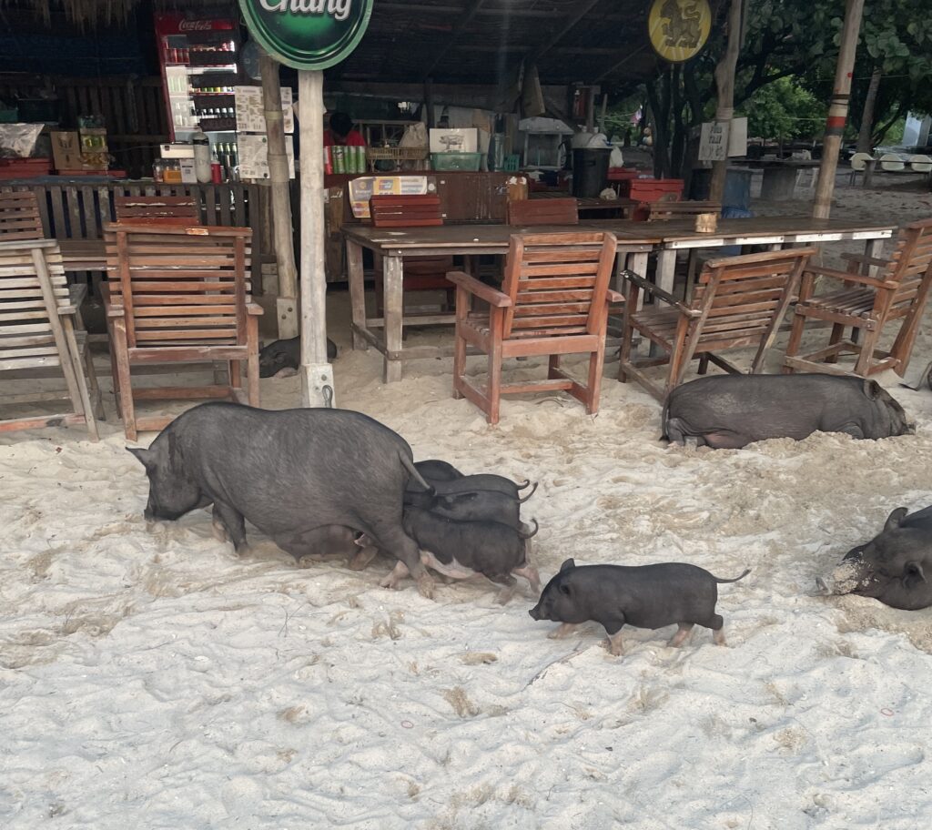 pigs roaming around the sand at Koh Samui Pig Island