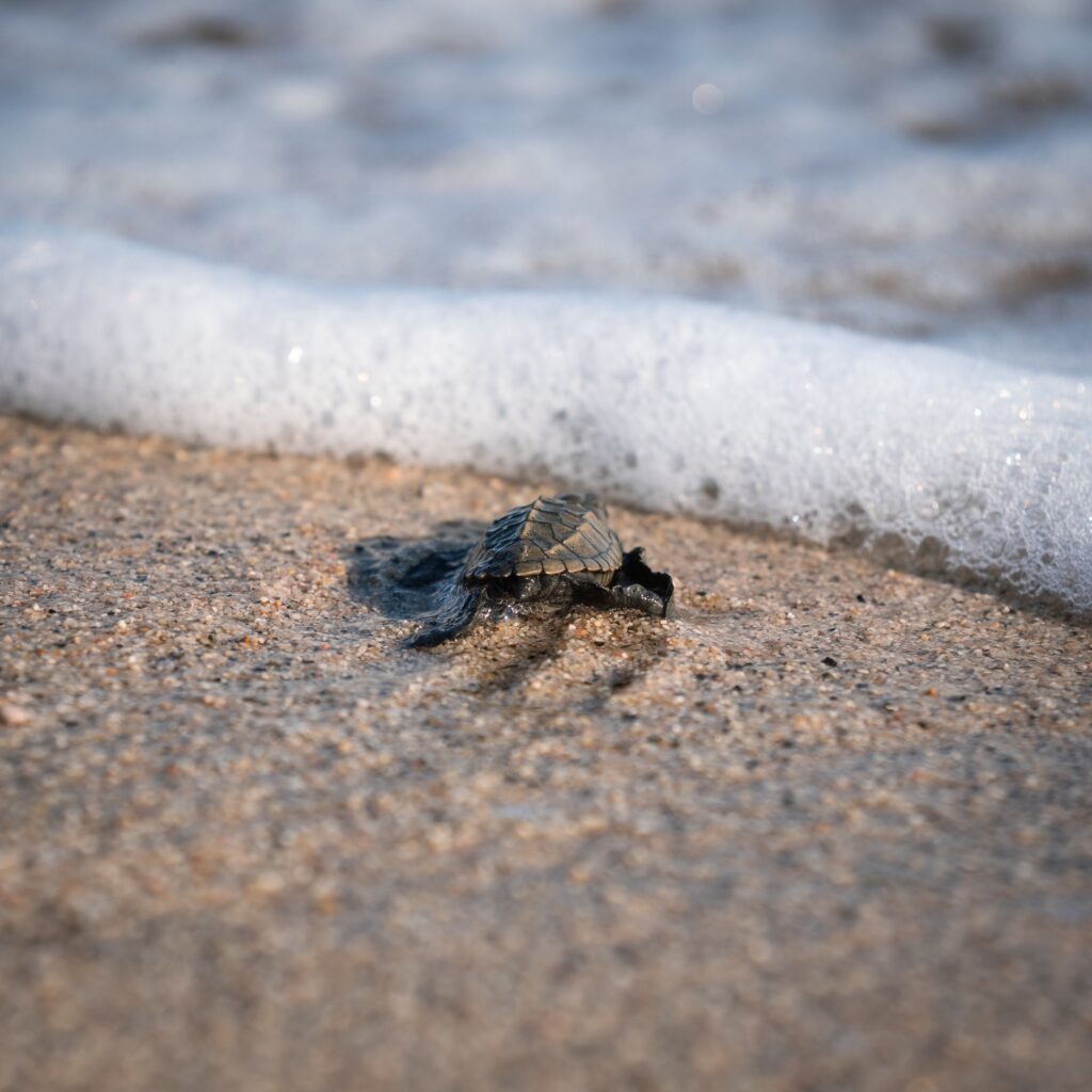 baby sea turtle about to enter the pacific ocean in Puerto Escondido after being released