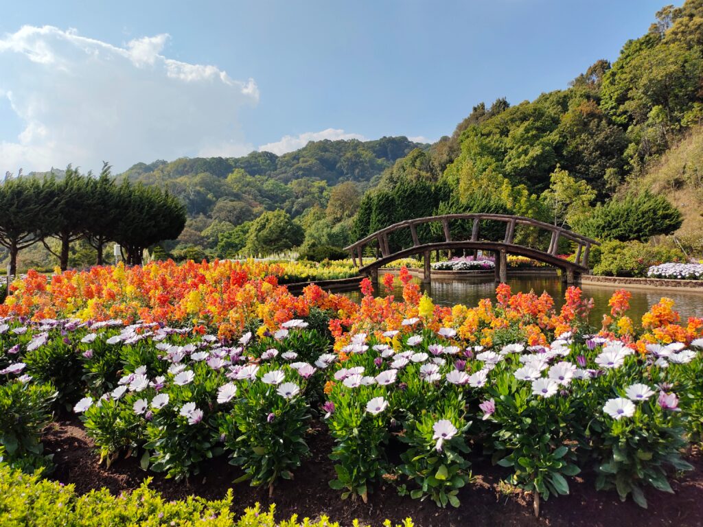 several flowers and mountains among a small river in Chiang Mai, Thailand 