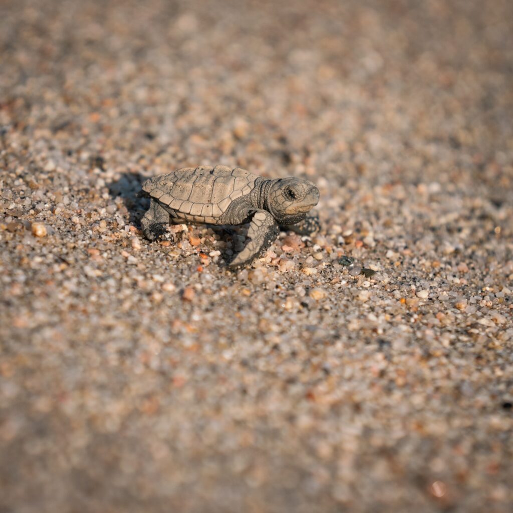 front side of baby sea turtle crawling on a grainy sandy beach in Puerto Escondido