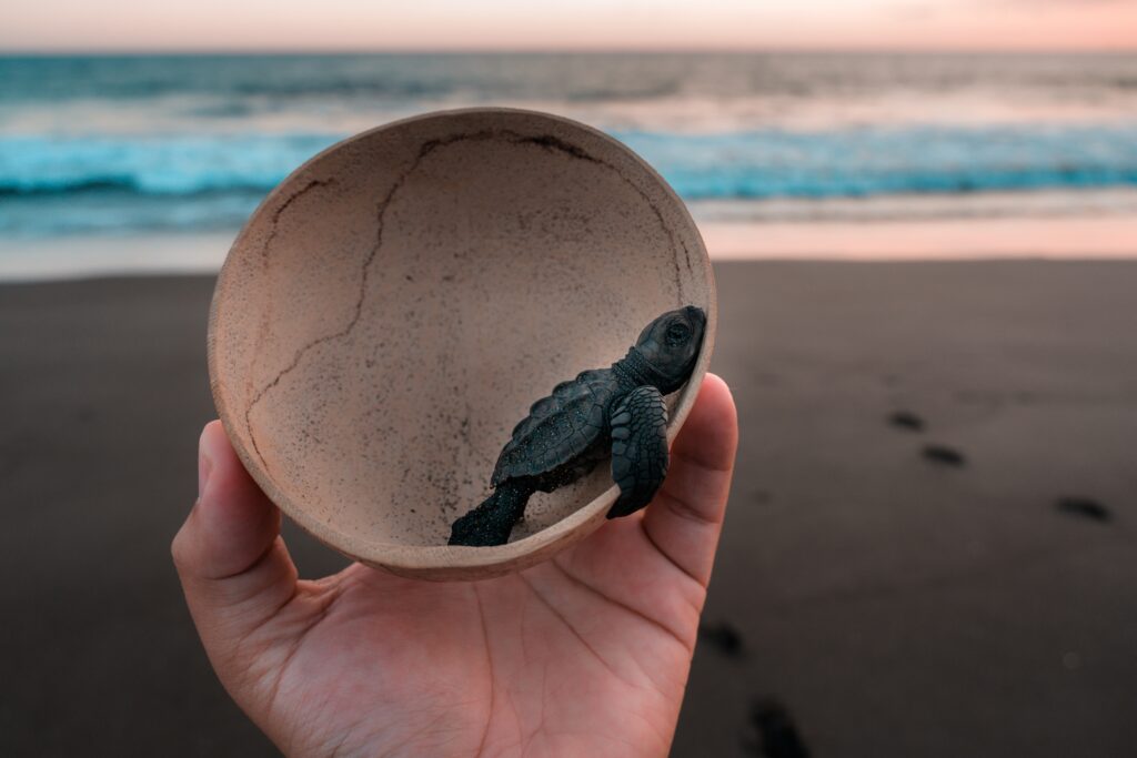 baby sea turtle sitting in a half coconut during sunset at the beach in Puerto Escondido