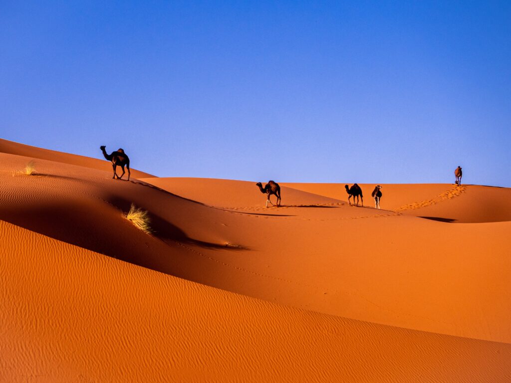 several camels walking along the picturesque sand in the Sahara Desert in Merzouga, Morocco 
