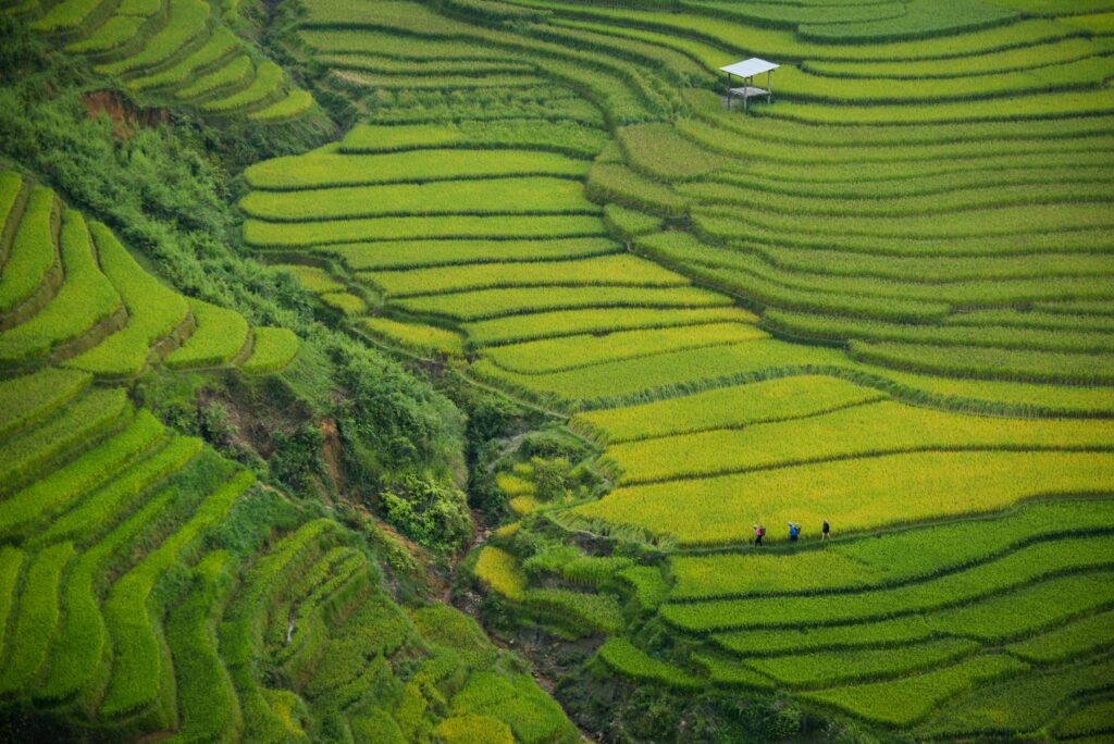 aerial photograph of the bright green slopping rice fields in Vietnam