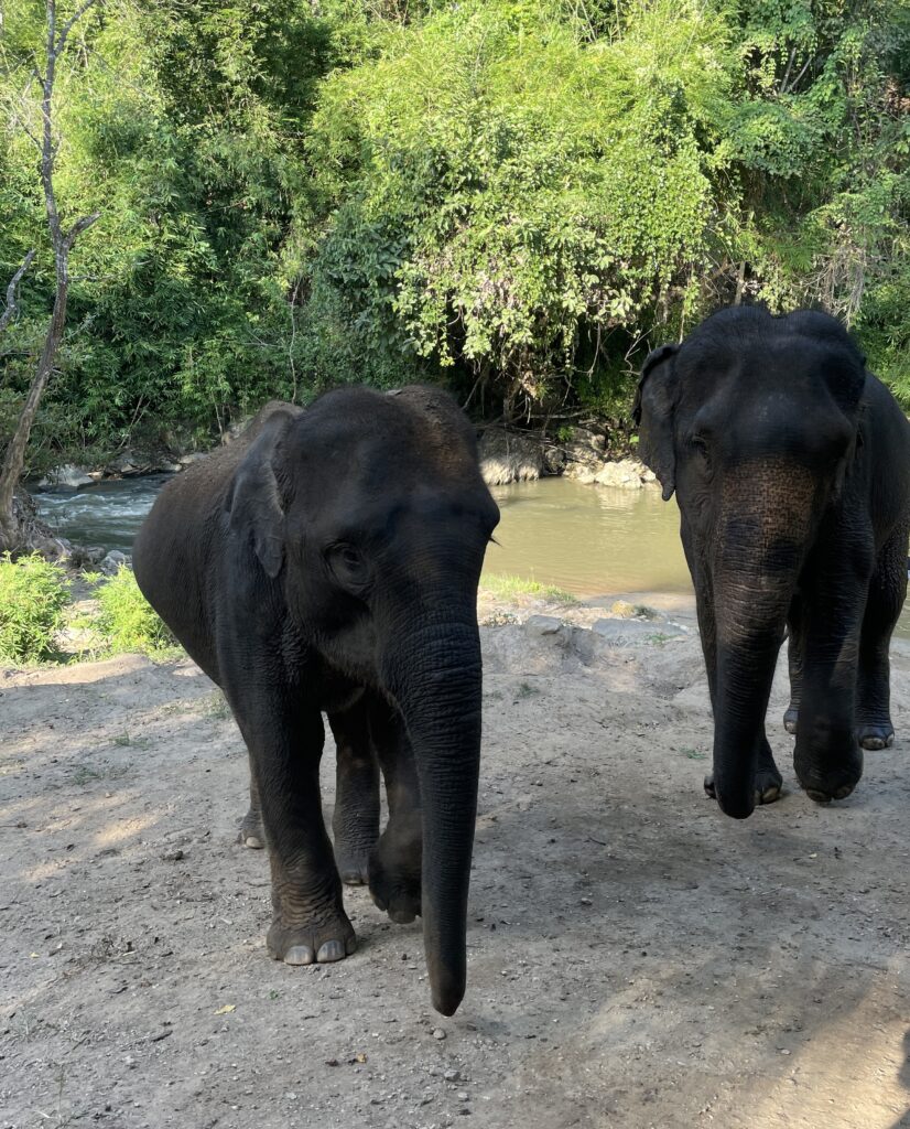 two elephants at a sanctuary in the countryside of Chiang Mai, Thailand