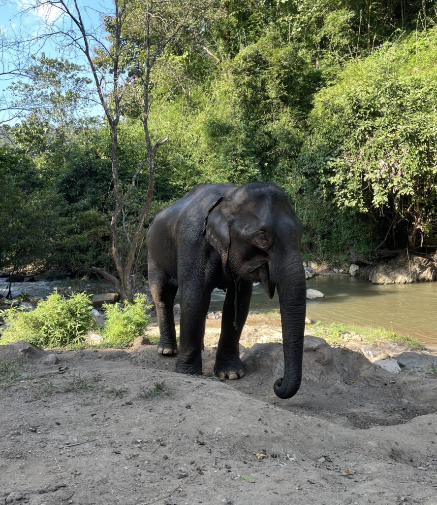 beautiful medium sized elephant by the river in the countryside of Chiang Mai