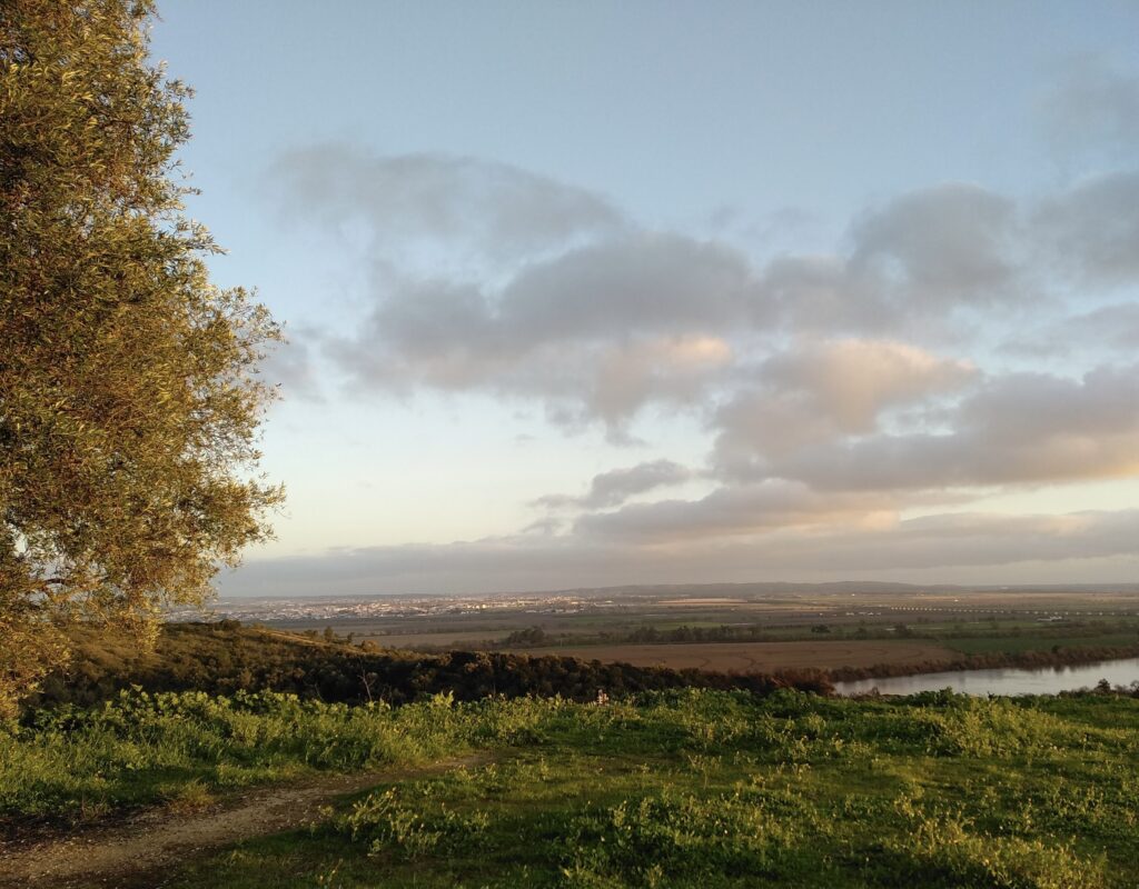 fields of greenery at sunset in the charming countryside of Santarem, Portugal 