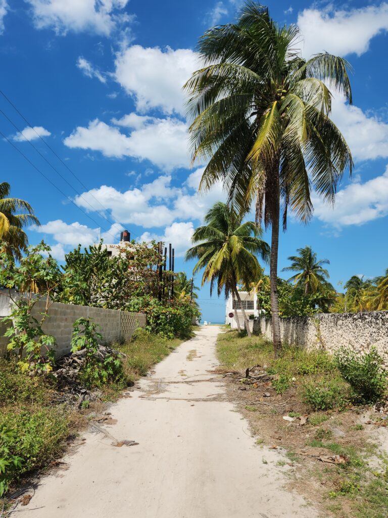 a picteresque trail featuring many palm trees on a clear sunny day heading to Sisal Beach