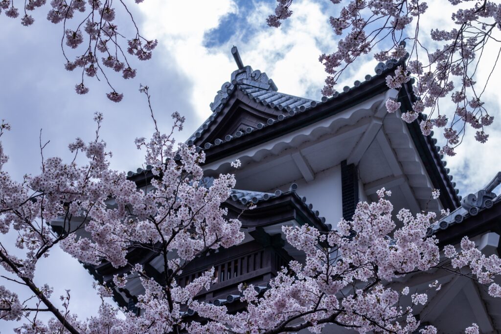 views of the famous Kanazawa castle among many cherry blossoms trees 