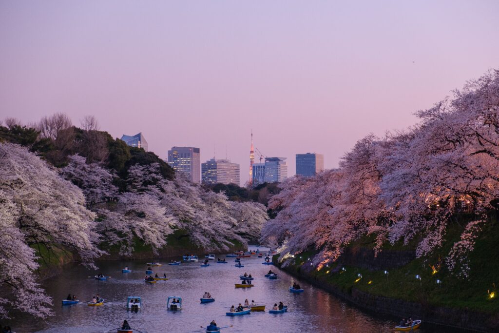 a abundance of cherry trees along a river with many locals kayaking in Tokyo, Japan