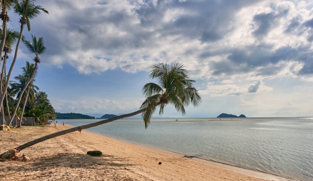 palm tree hanging low on a stunning remote beach during a sunny day in Koh Phangan, Thailand