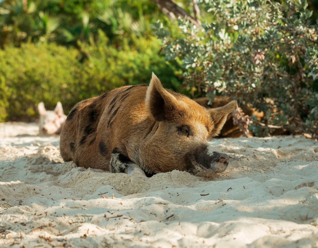 a pig sleeping on the tropical beaches in the Bahamas, known as Pig Beach 
