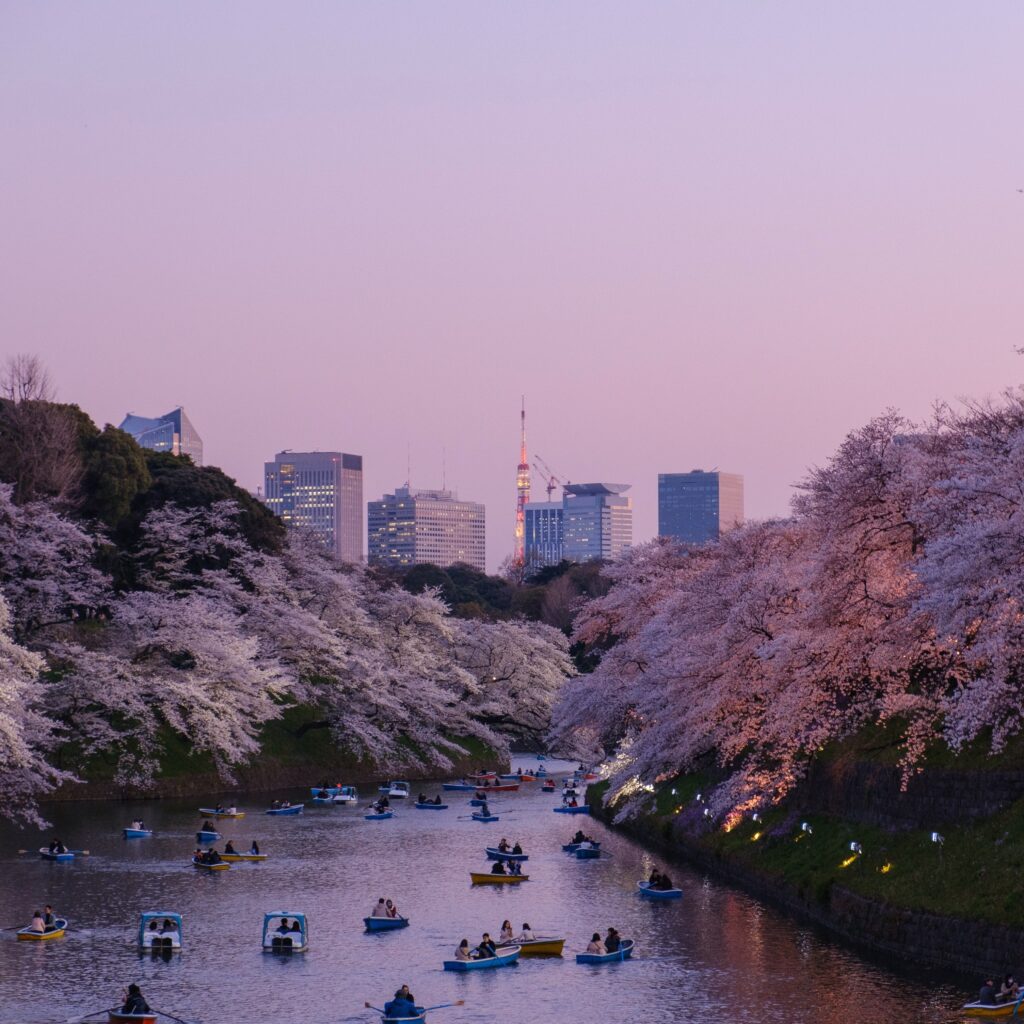 locals canoeing through a river amongst several cherry blossom trees in Tokyo, Japan 