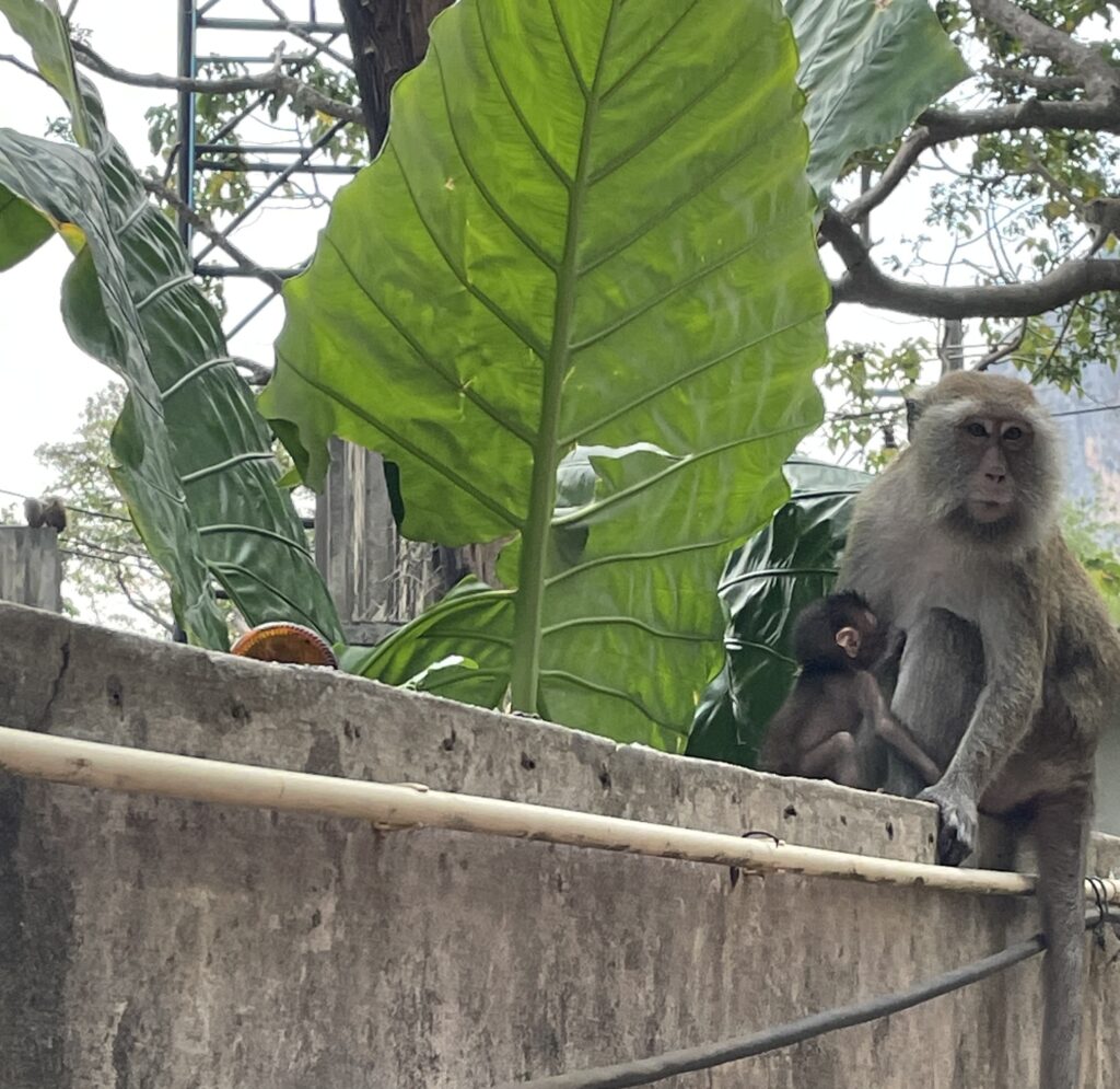 small monkey hanging onto it's mother in Railay Beach, Krabi 