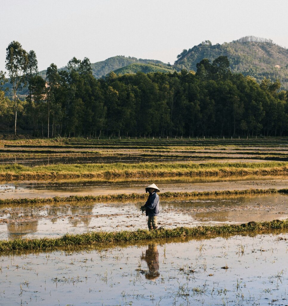 a woman working in the rice paddy fields in Hoi An's countryside