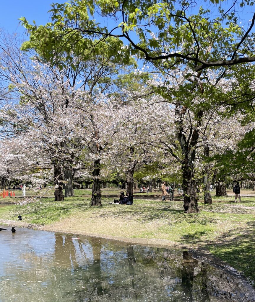 Cherry blossoms blooming at Yoyogi Park in Tokyo during spring season.