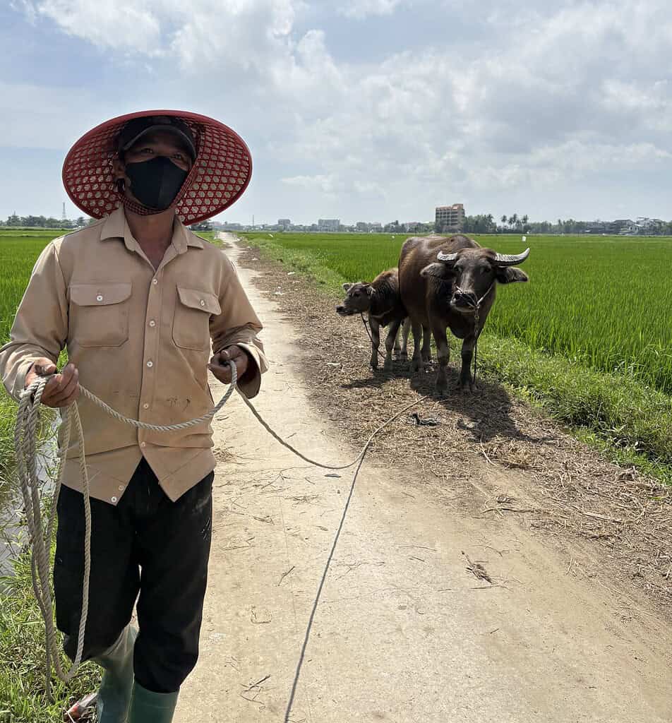 Man wearing a mask smiling with his water buffalo near rice paddies in Vietnam
