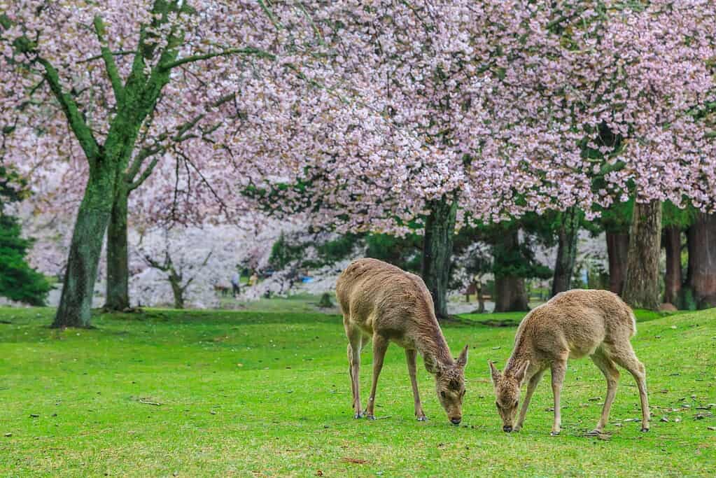 two deer eating grass with cherry blossoms in Nara, Japan 