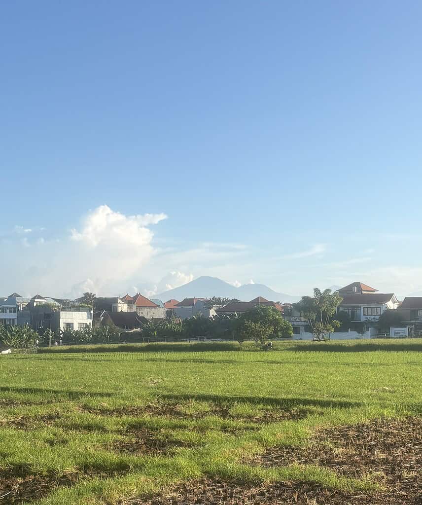 rice paddy fields in Canggu Bali on a clear day 