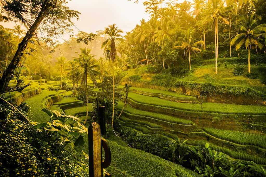 the stunning hills of greenery in Ubud, Bali