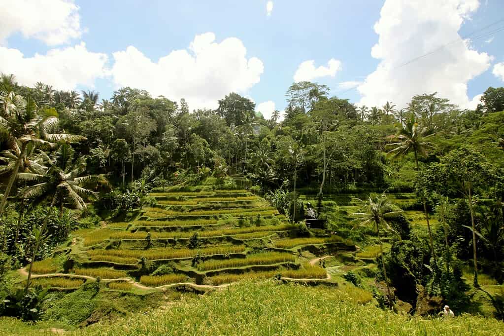 views of Tegalalang Rice Terrace on a clear day