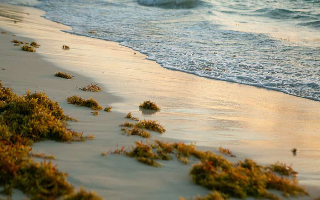 Some Sargassum piled up on the beaches in Cancun