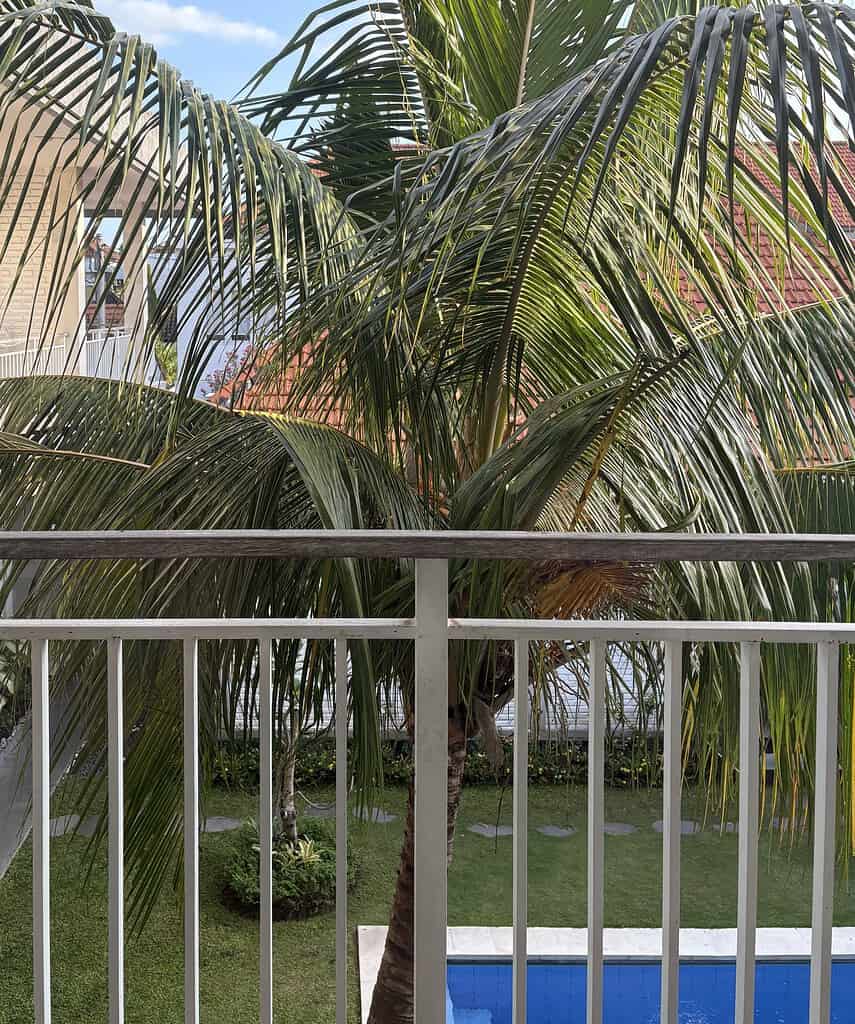 budget hotel with pool in Canggu 