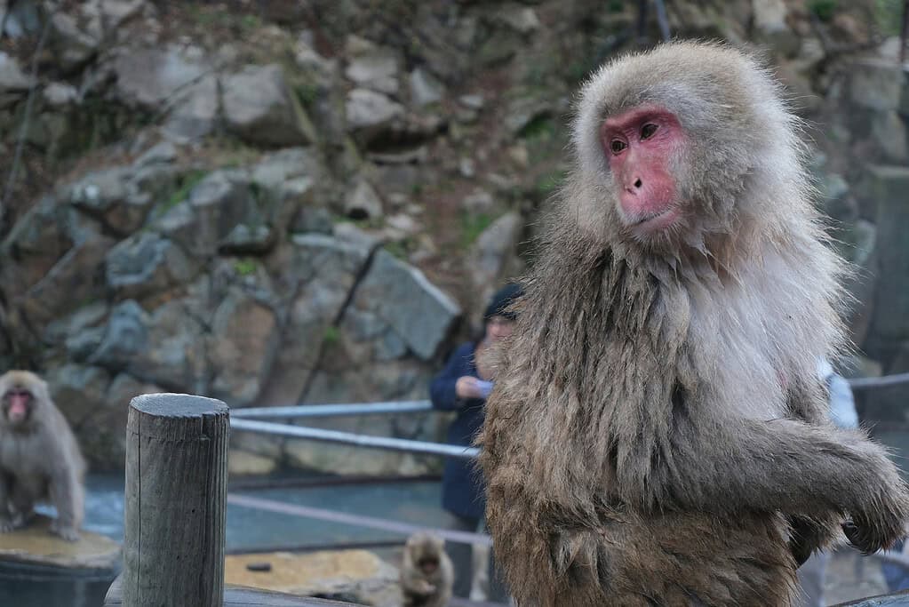 A snow monkey in Jigokudani, Japan